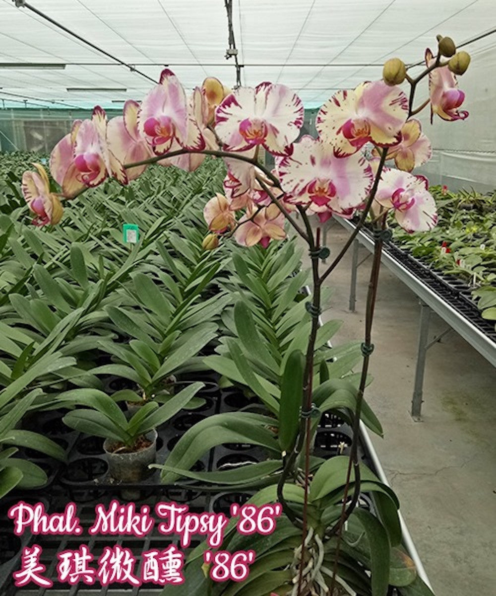 Phalaenopsis Miki Tipsy 86