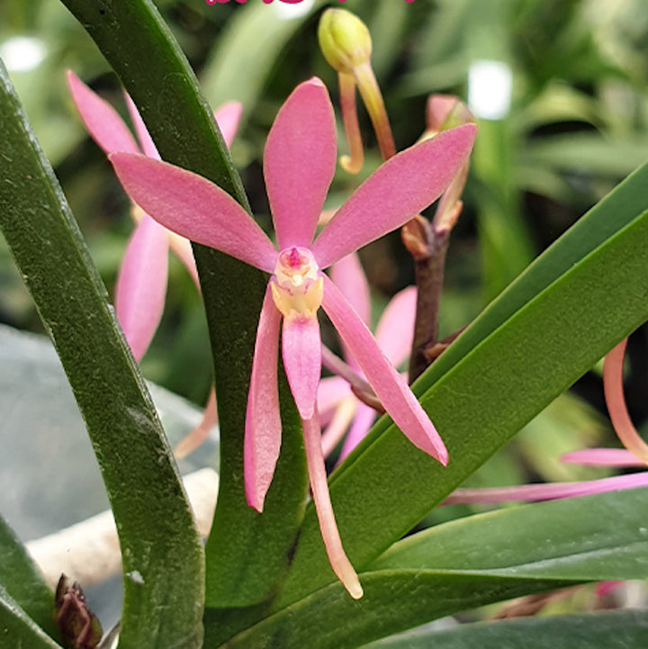 Vandopsis Cherry Blossom