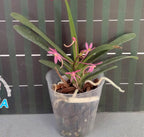 Vandopsis Cherry Blossom