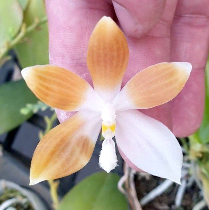 Phalaenopsis tetraspis var. coffee