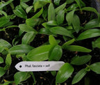Phalaenopsis fasciata