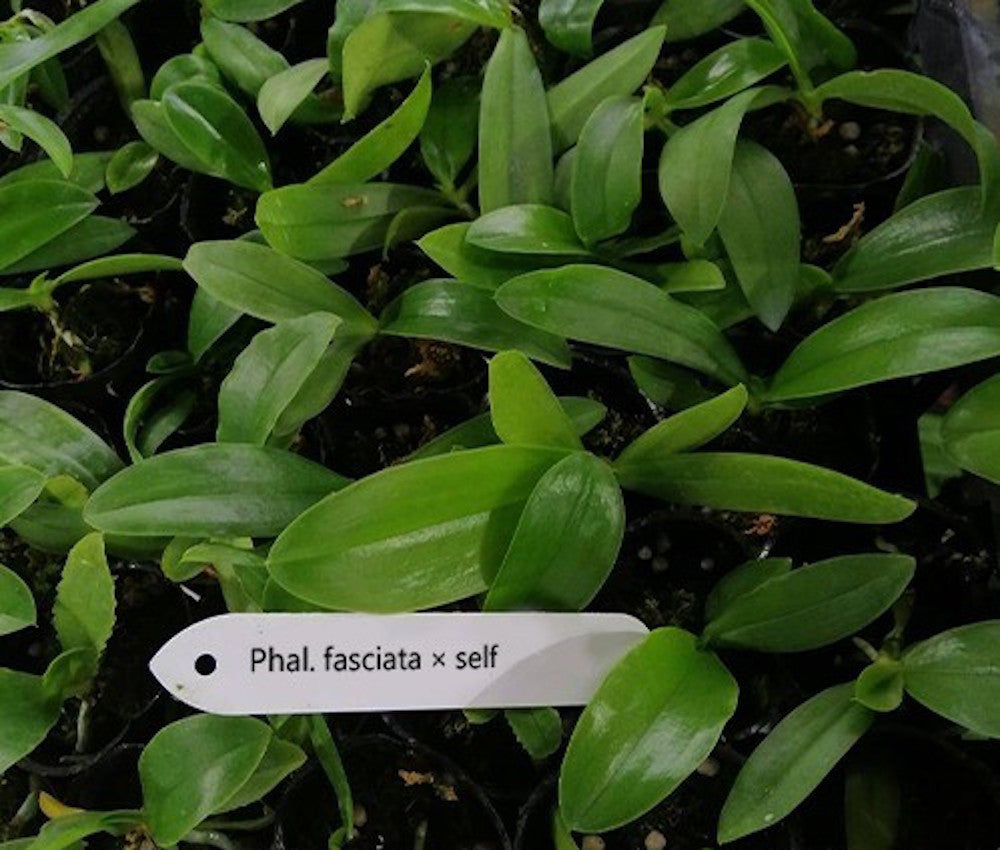 Phalaenopsis fasciata