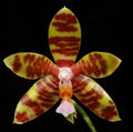 Phalaenopsis fasciata