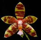 Phalaenopsis fasciata