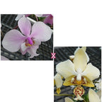 Phalaenopsis schilleriana (silver leaves) × stuartiana var. nobilis