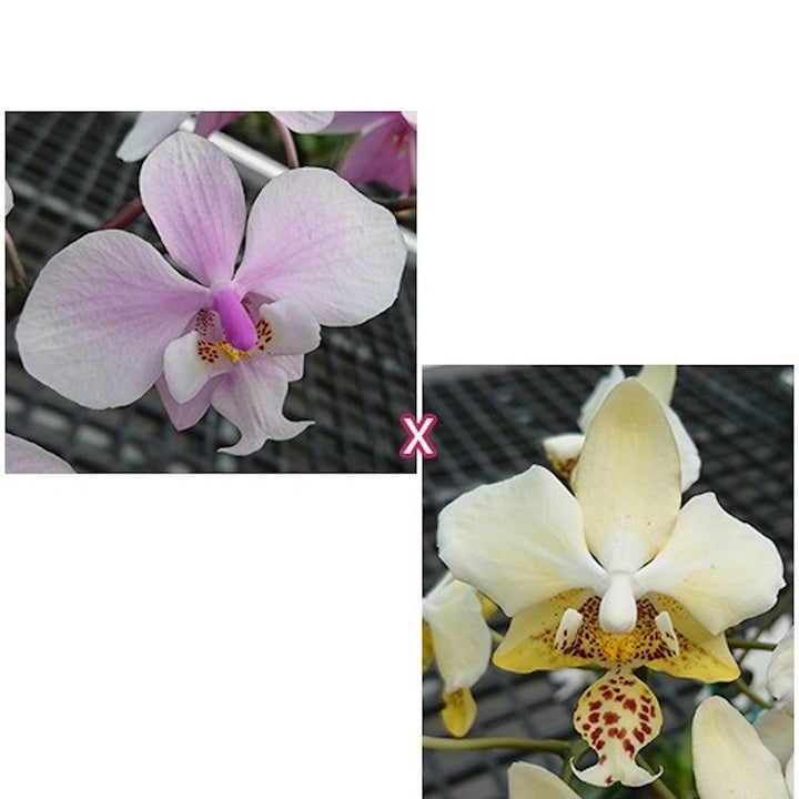 Phalaenopsis schilleriana (silver leaves) × stuartiana var. nobilis