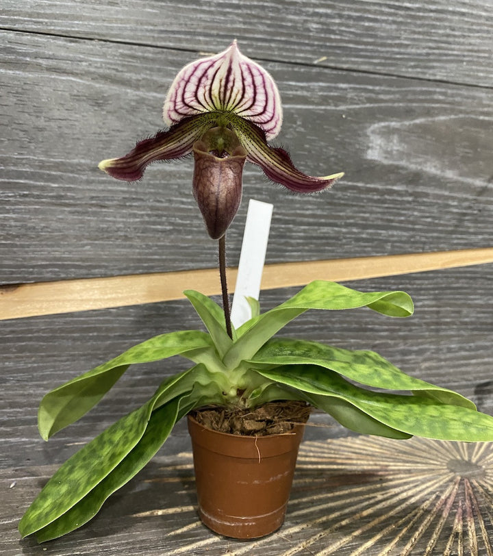 Orhidee Paphiopedilum H. Ballantine (purpuratum x fairreanum)