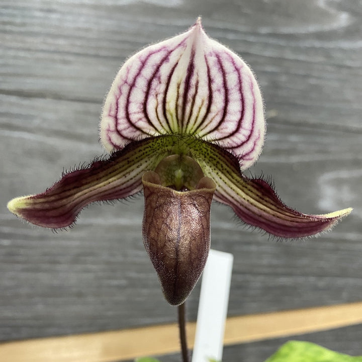 Orhidee Paphiopedilum H. Ballantine (purpuratum x fairreanum)