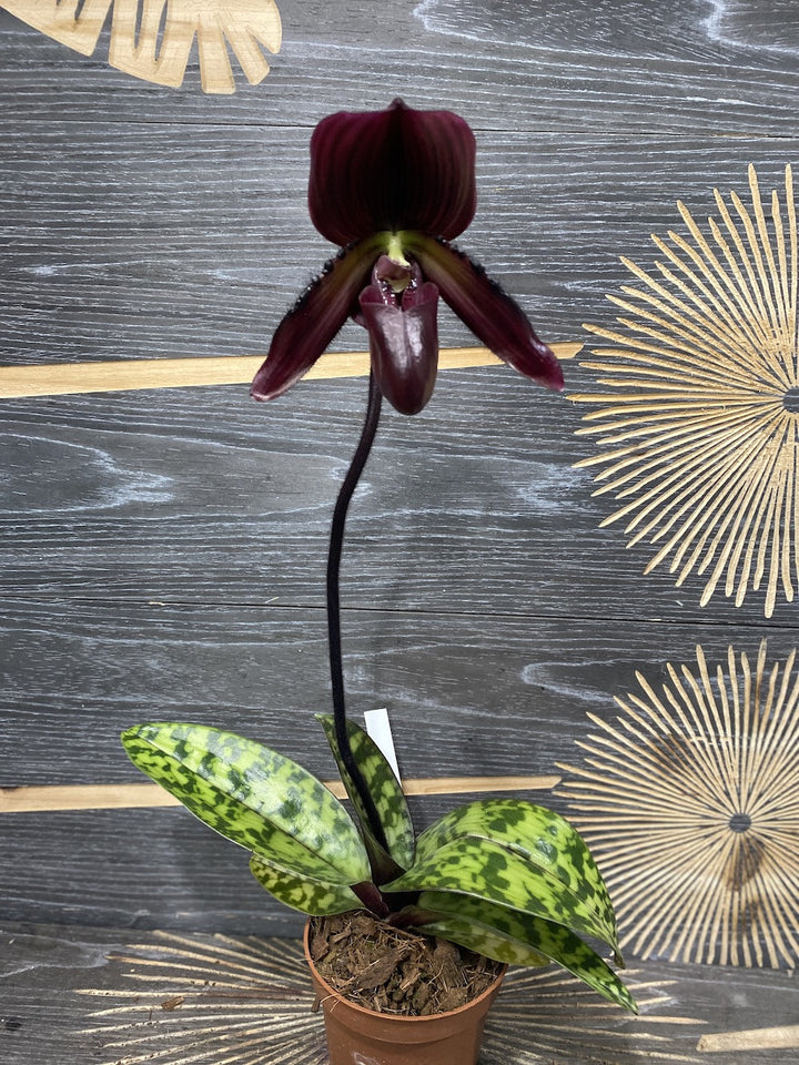 Orhidee Paphiopedilum Vinicolor