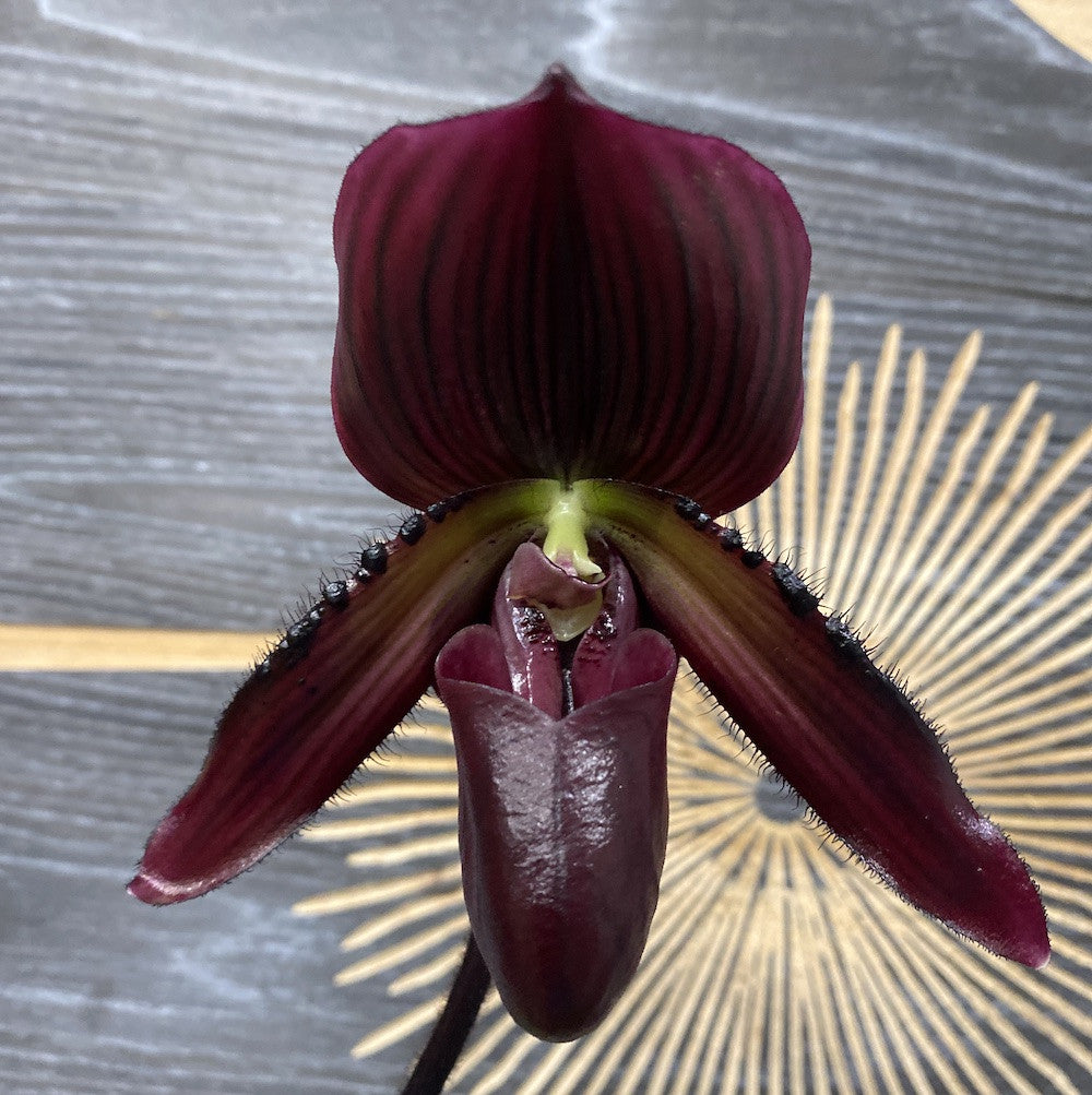 Orhidee Paphiopedilum Vinicolor