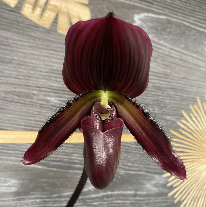 Orhidee Paphiopedilum Vinicolor