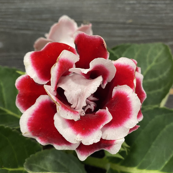 Sinningia Brocade - Gloxinia Sonata floarea batuta bicolora rosu-alb