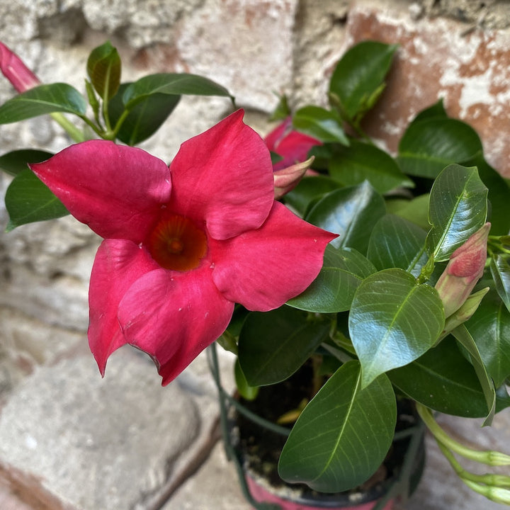 Sundaville - Dipladenia roz Pink (flori parfumate)