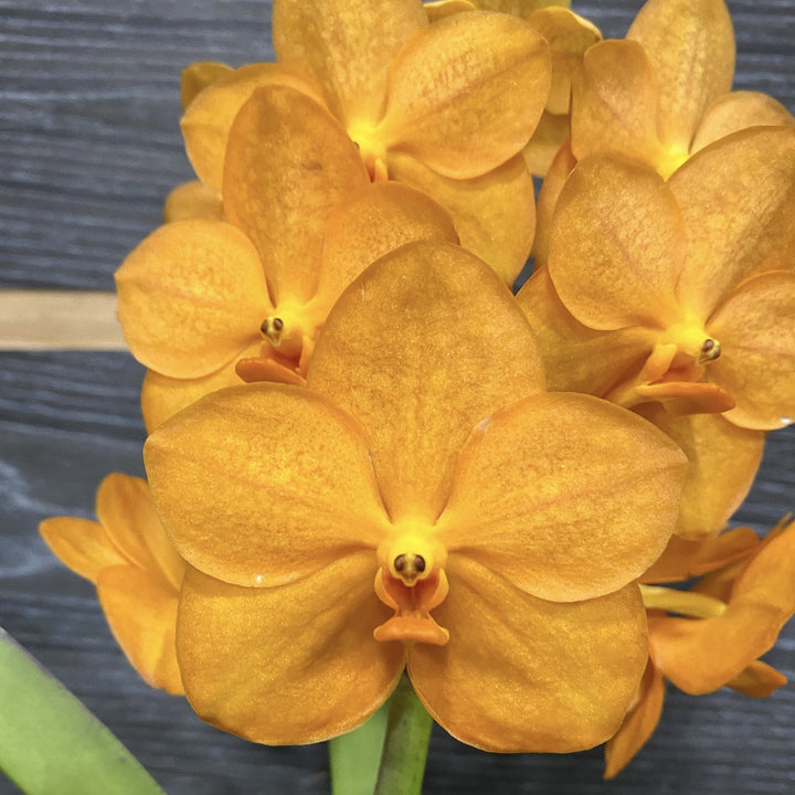 Vanda portocalie Natcha Princess Orange