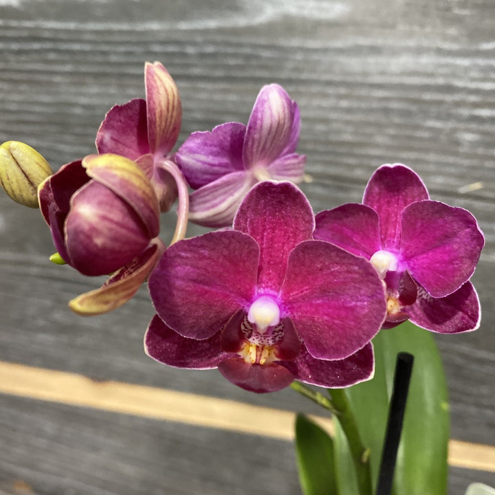 Phalaenopsis multiflora Little Lady Dark