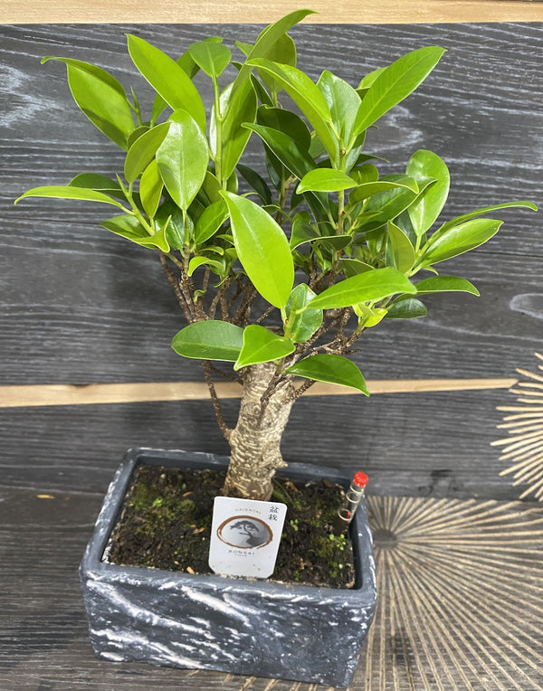 Bonsai Ficus Retusa cu vas inteligent
