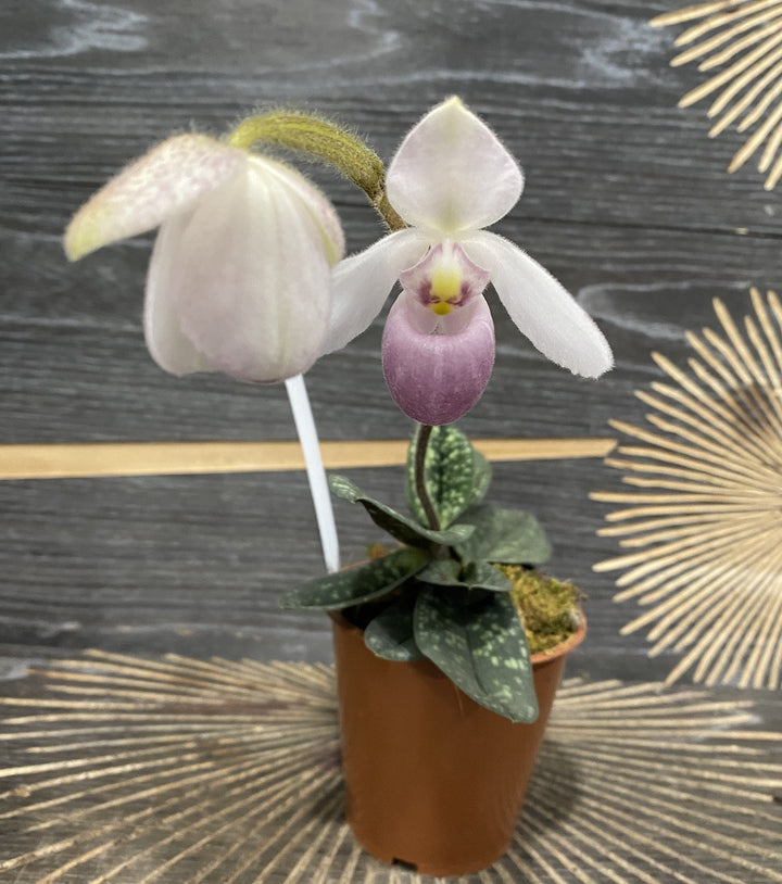 Orhidee Paphiopedilum Delenatii Vinicolor