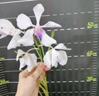 Vanda Teres x Vanda Coerulea