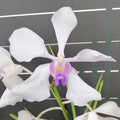 Vanda Teres x Vanda Coerulea