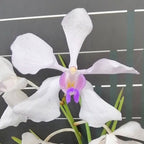 Vanda Teres x Vanda Coerulea