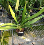 Angraecum comorense