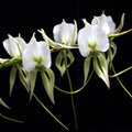 Angraecum comorense