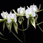 Angraecum comorense
