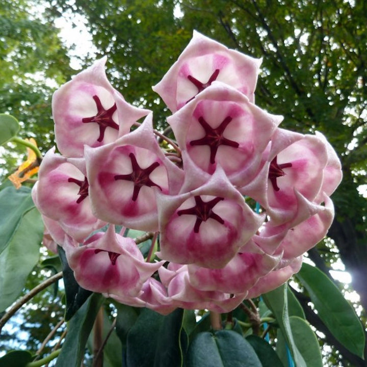 Hoya archboldiana