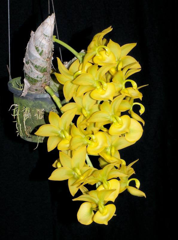Cyc. Jumbo Puff Taiyoung No.1 SM/TOGA – Secret Garden Plant Shop