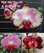 Phalaenopsis Miki Tipsy 86