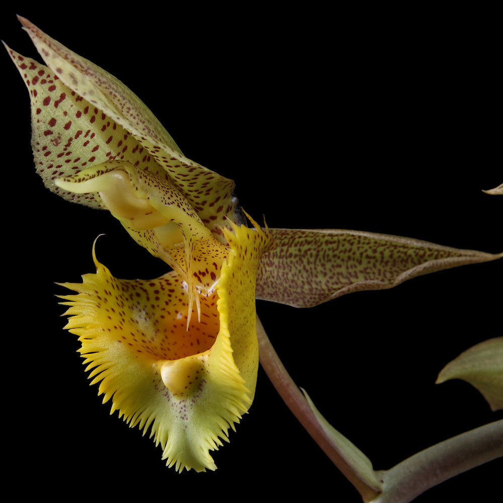 Catasetum fimbriatum '106' parfumat
