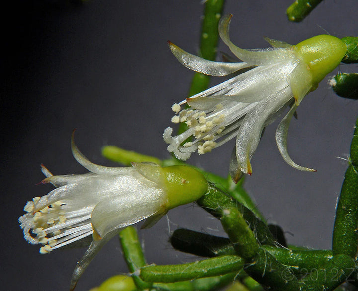 Rhipsalis cereuscula - coral cactus (neinflorita) specii rare de cactusi la pret atractiv!