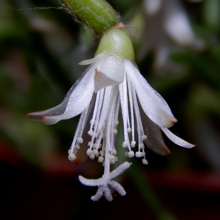 Rhipsalis cereuscula - coral cactus (neinflorita) specii rare de cactusi la pret atractiv!