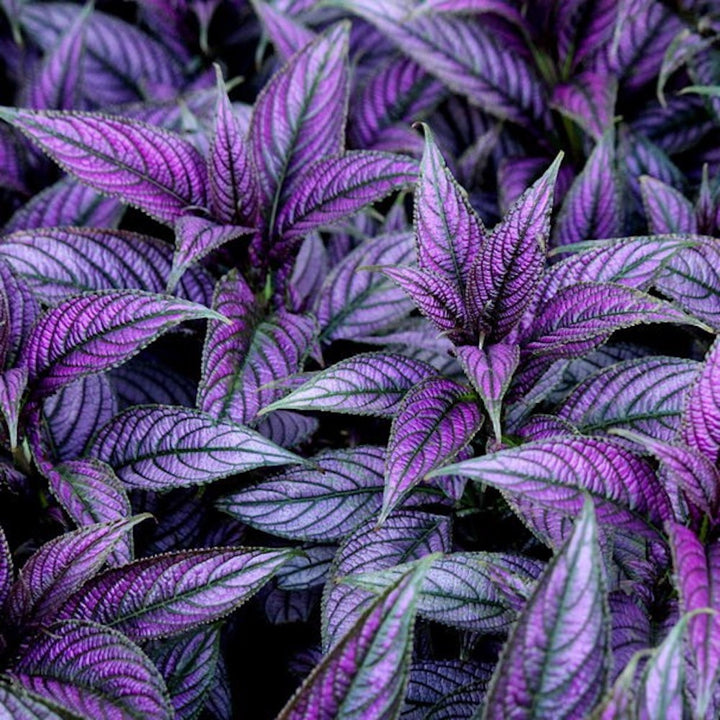 Strobilanthes dyeriana 'Persian Shield'