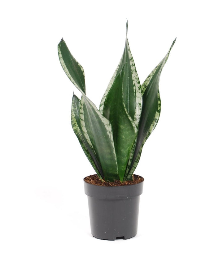 Sansevieria trifasciata Silver Flame