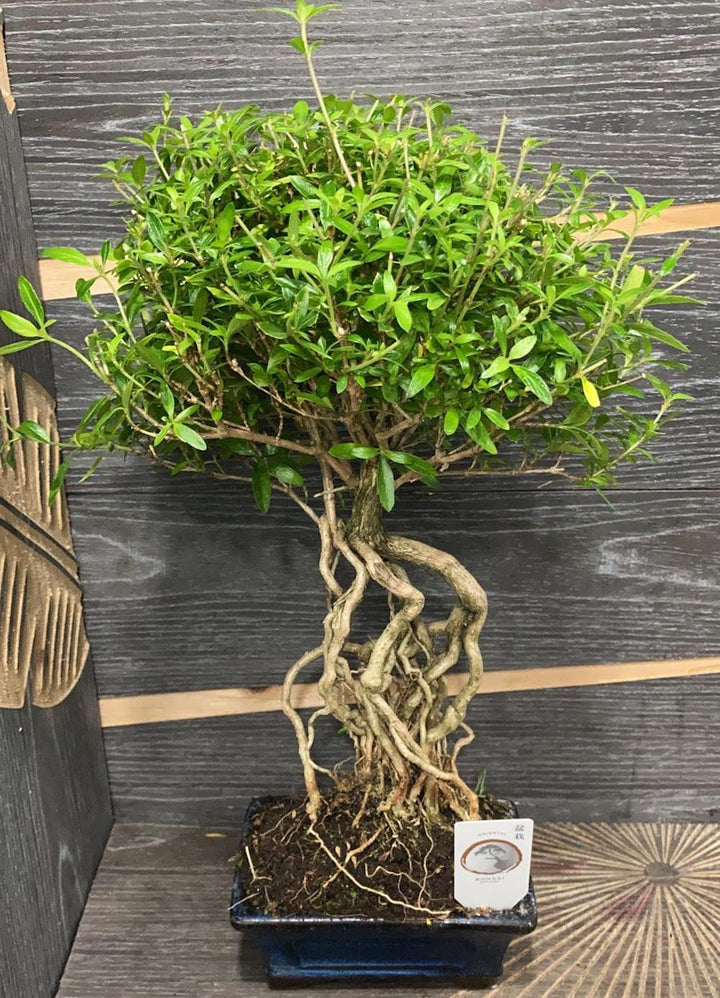 Bonsai Serissa