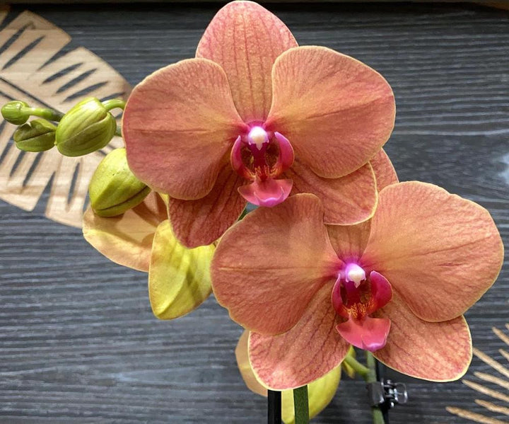 Phalaenopsis Asian Sun