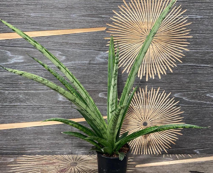 Sansevieria pixel green