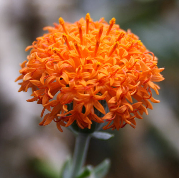 Senecio cephalophoris Mountain Fire (neinflorita)