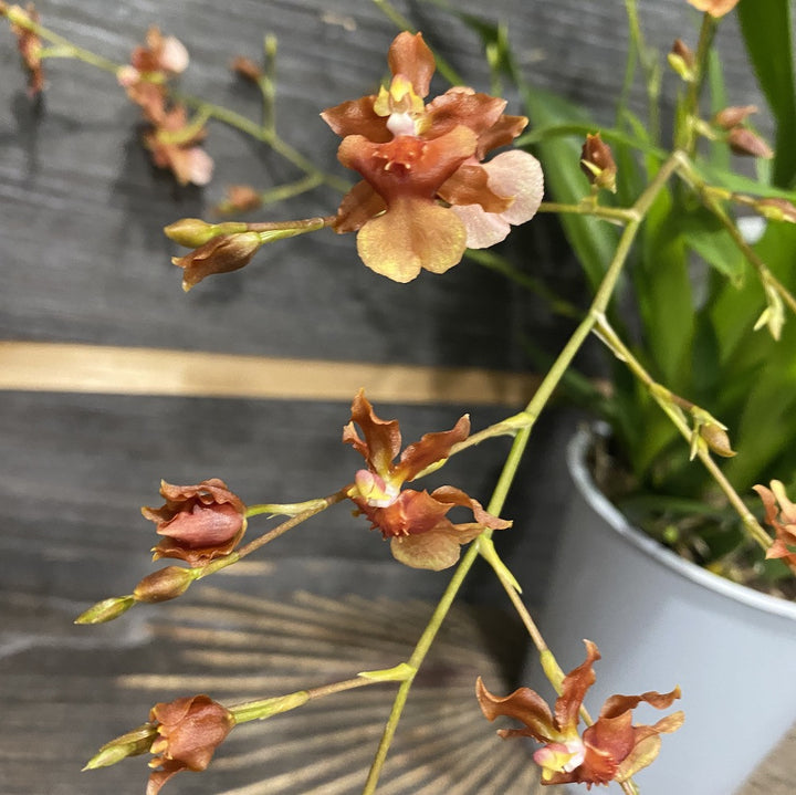 Oncidium Twinkle Brown parfumat