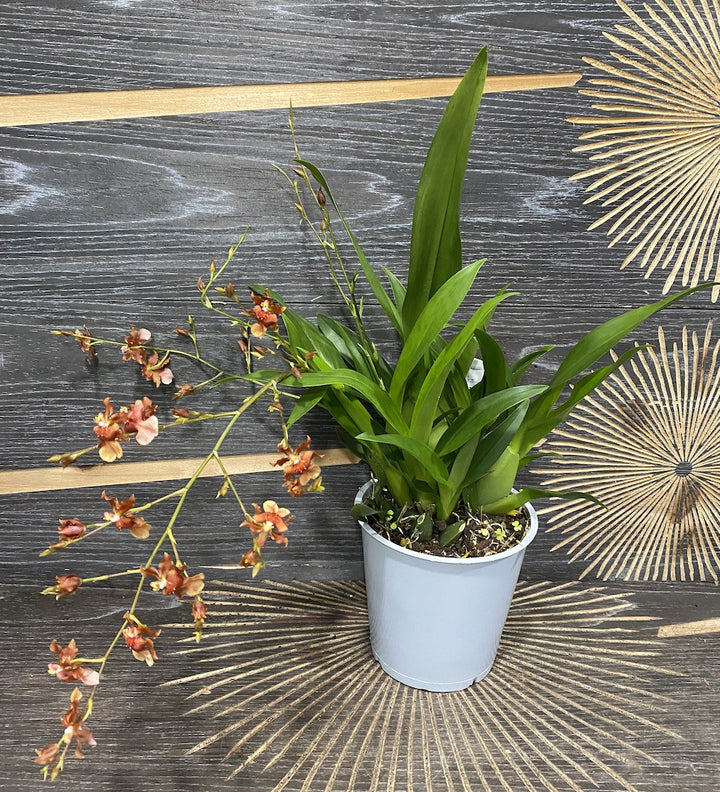 Oncidium Twinkle Brown parfumat