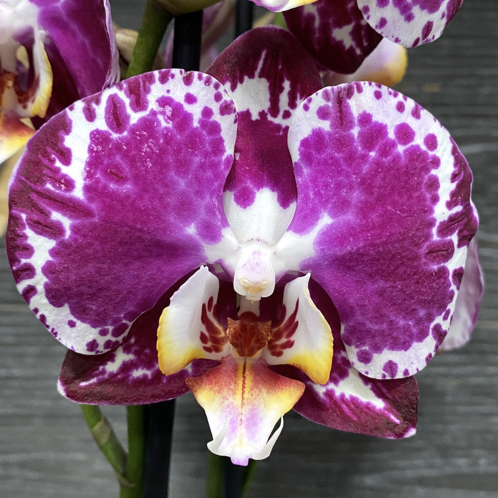 Phalaenopsis Blanka