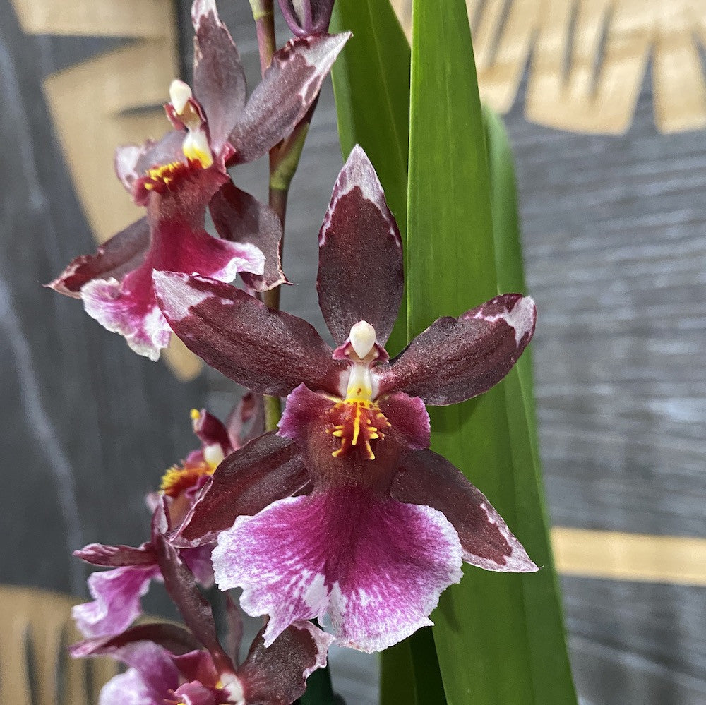 Cumpara online orhidee Burrageara cu cel mai bun pret livrare rapida!
