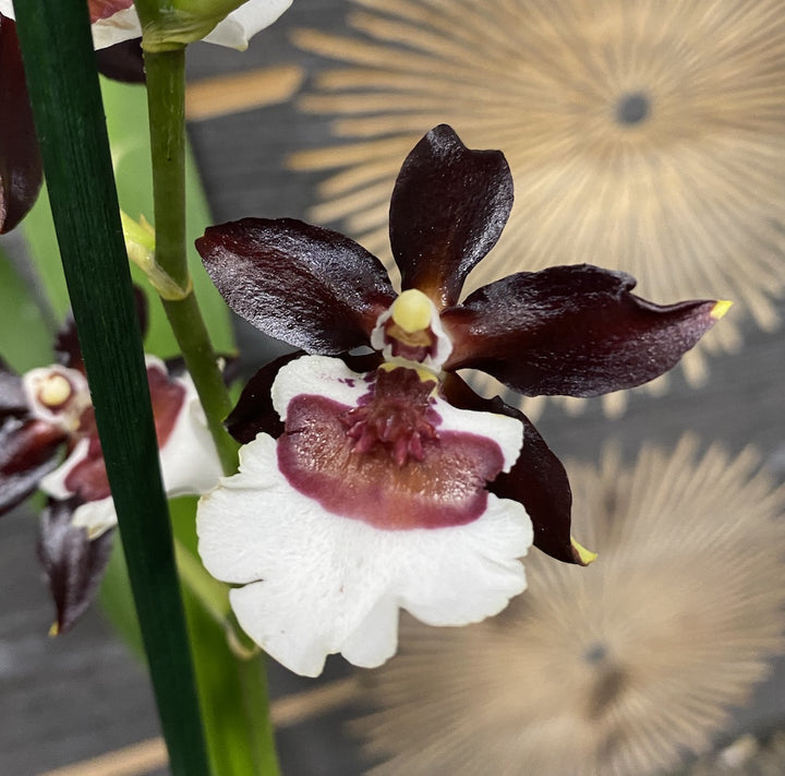 Orhidee Colmanara Black Pearl