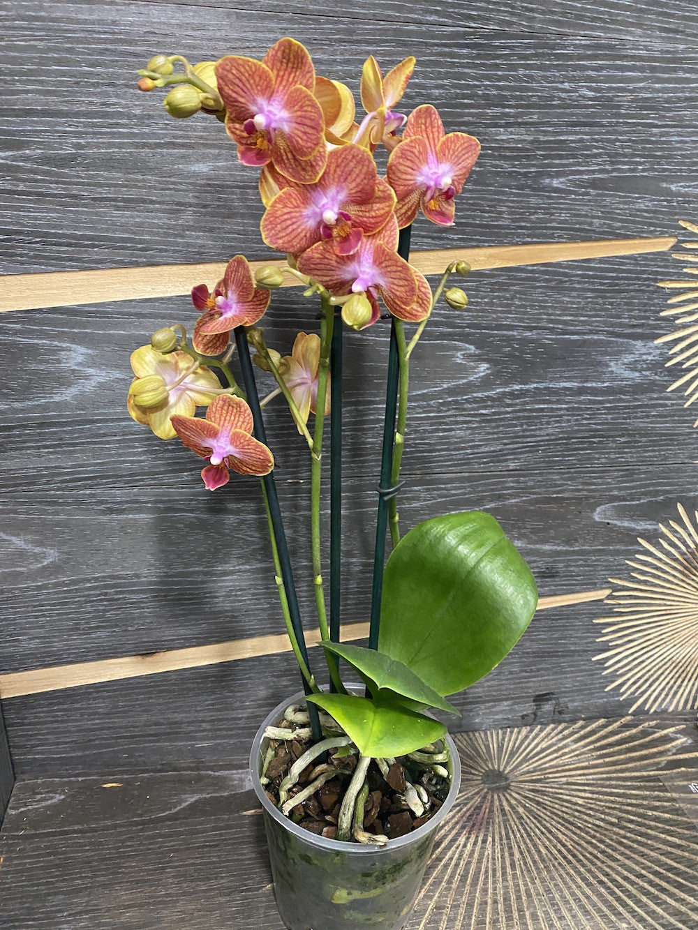 Phalaenopsis 'Kauai Sunset' (Sogo Berry x Sogo Medal)