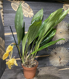 Orhidee Stanhopea Connata