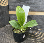 Phalaenopsis fasciata