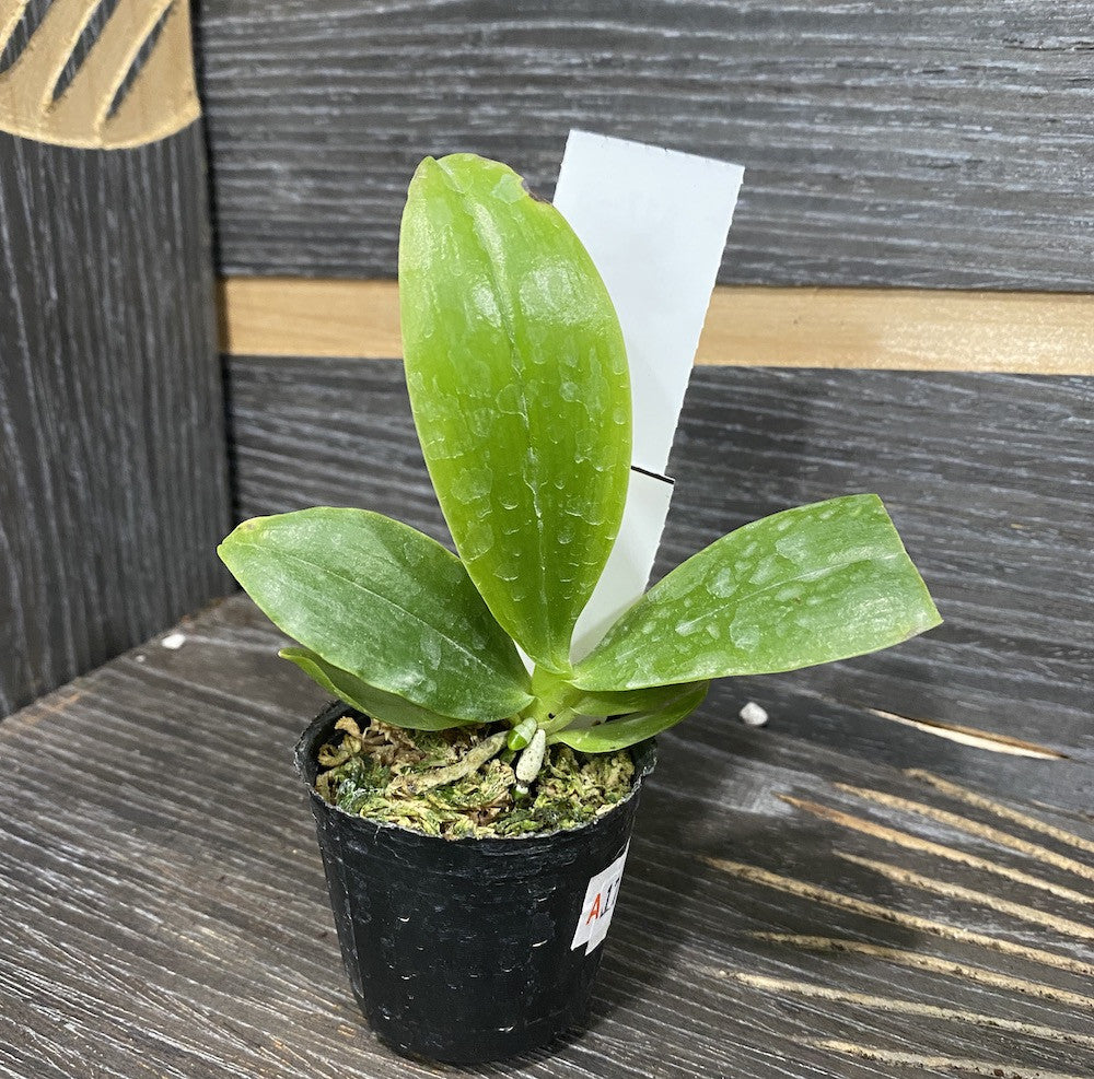 Phalaenopsis fasciata
