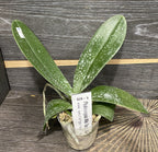 Phalaenopsis Miki Tipsy 86