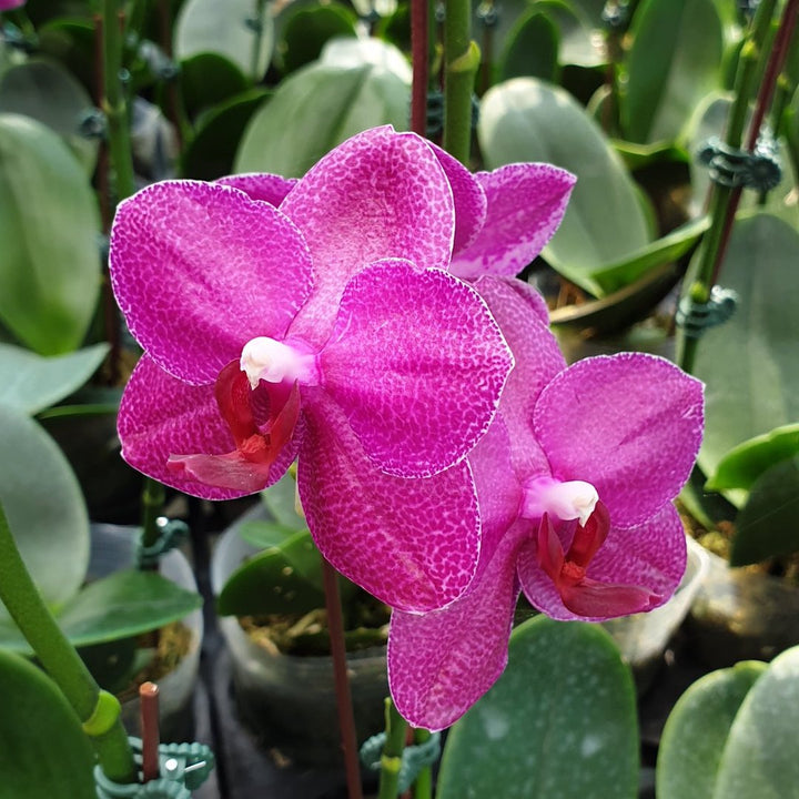 Phalaenopsis Sogo Grape